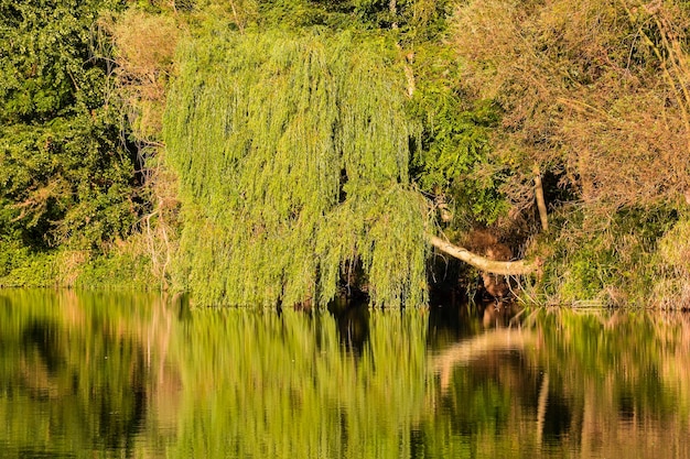 Rio Brenta Selvagem