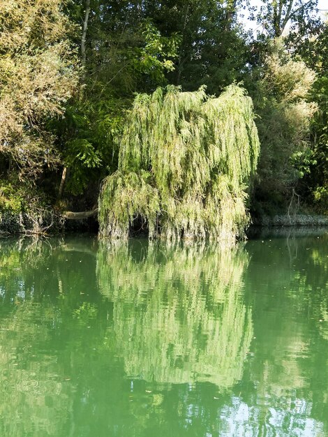 Foto rio brenta selvagem