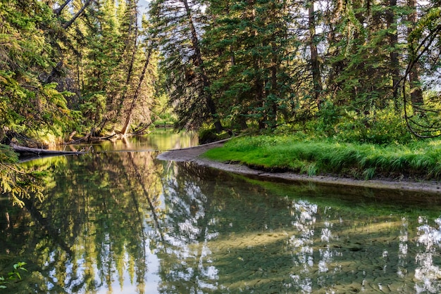 Rio calmo em pinheiros verdes floresta luz solar refletida na água Parque Nacional de Banff Canadá