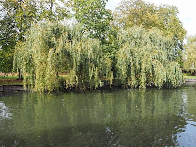 Río Cam en Cambridge