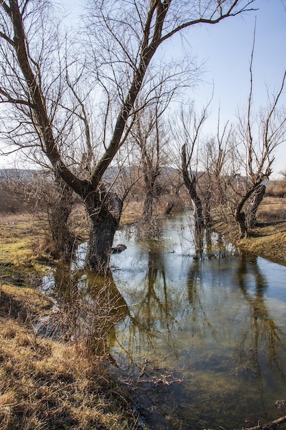 Foto un río en el campo con árboles y agua en primer plano