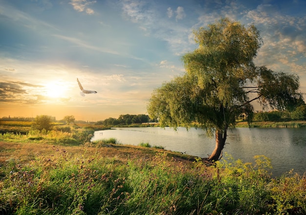 El río en el campo a finales de verano.