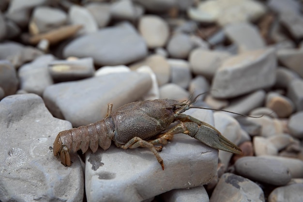 Río cáncer Astacus astacus en una orilla rocosa