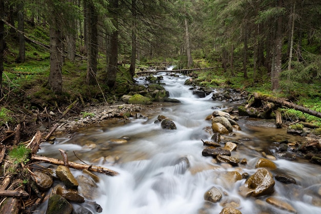 El río en cascada en un exuberante bosque montañoso