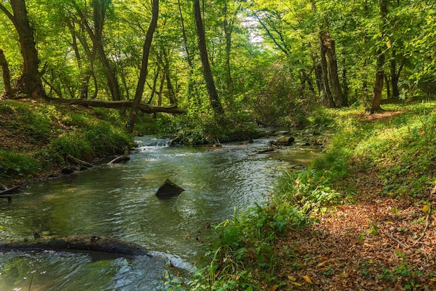 Rio com água limpa na floresta verde