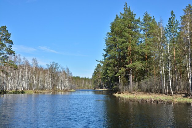 Rio da floresta de primavera