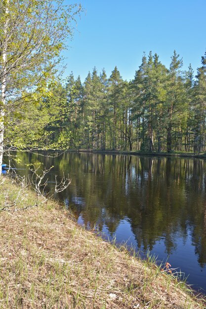 Rio da floresta no início de maio