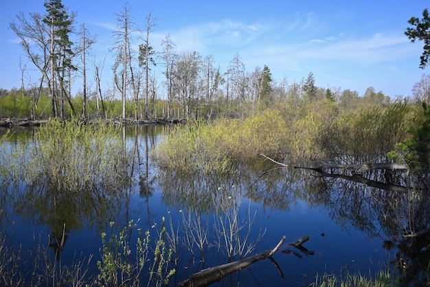 Rio da floresta no início de maio