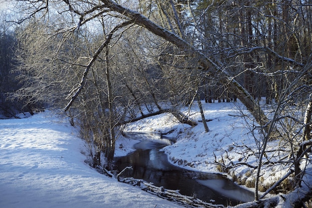 Rio da floresta no inverno