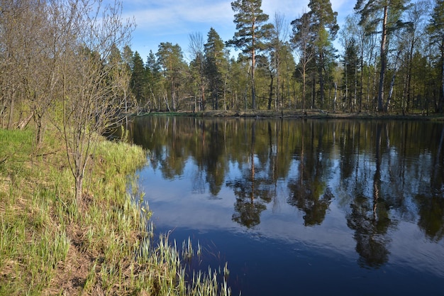 Rio da floresta no parque nacional da Rússia é primavera