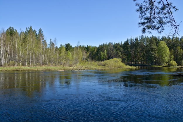 Rio da floresta no parque nacional da rússia é primavera