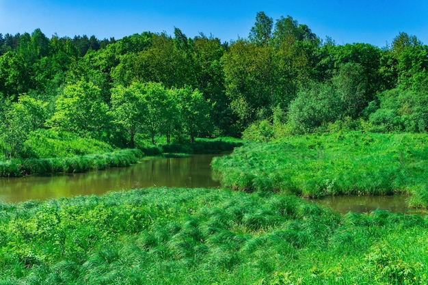 Rio da floresta pequena entre bancos com fenmeadows