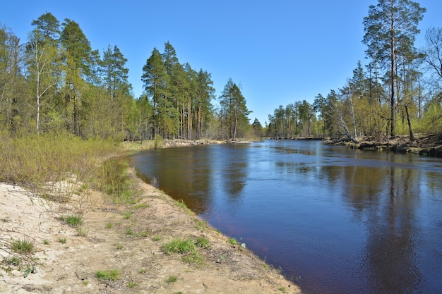 Rio da floresta russa na primavera