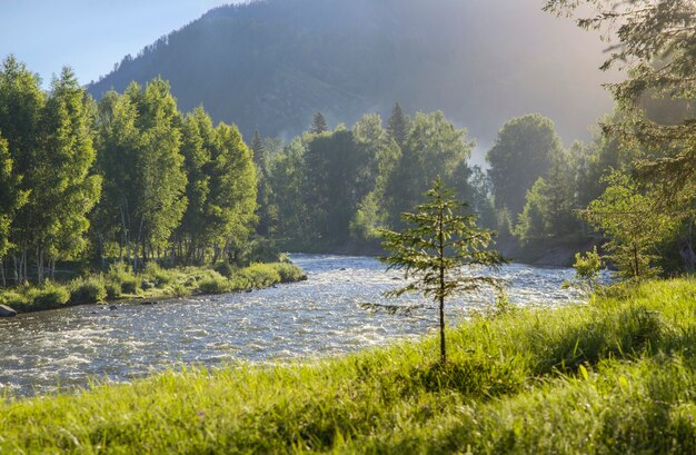 Rio da montanha em uma manhã de verão