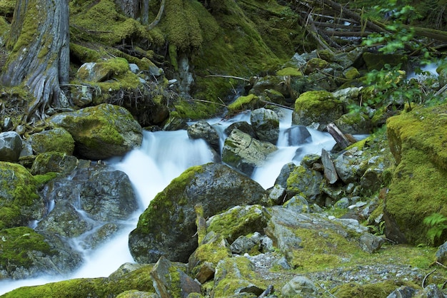 Rio da Montanha Mossy