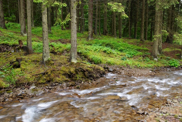 Rio da montanha que flui através da floresta verde. Fluxo na madeira.