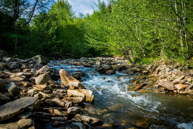 Rio de montanha com floresta verde