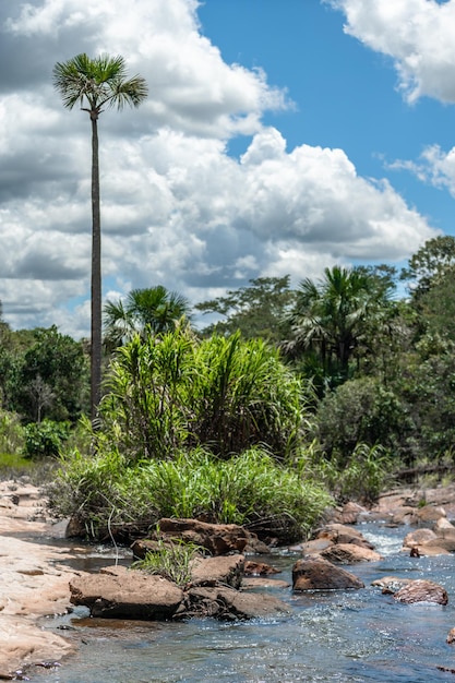 Rio de montanha na floresta tropical