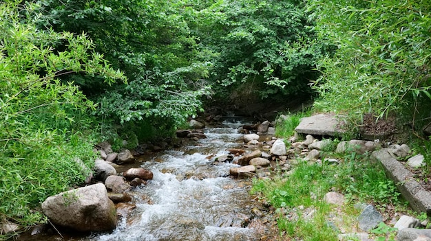 Rio de montanha na floresta