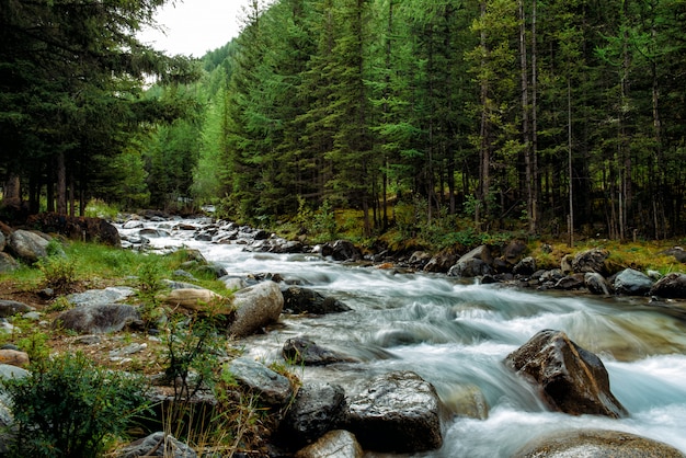 Rio de montanha rochosa entre os pinheiros. Rio de fluxo rápido bonito na floresta de coníferas. A natureza selvagem de Altai