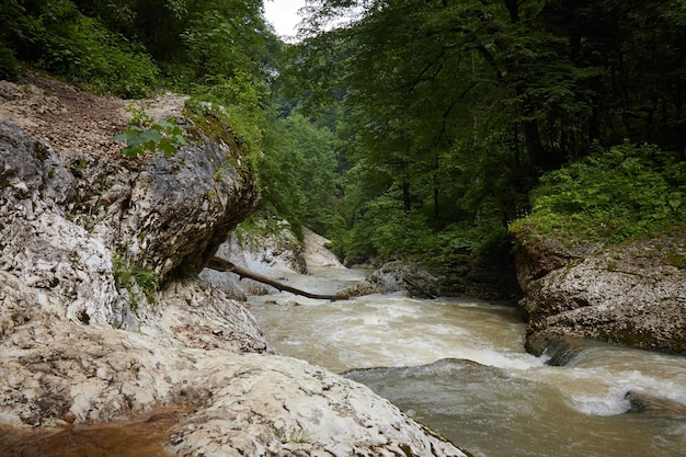 Rio de montanha, vegetação, rochas úmidas, rochas e floresta tropical, paisagem de floresta de verão