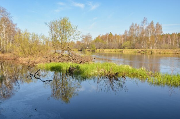 Rio de primavera na área da floresta