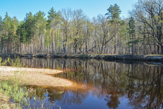 Rio de primavera na área da floresta