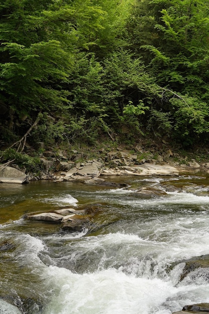 El río desemboca en los rápidos entre las piedras cerca del bosque