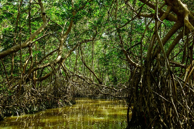 Rio e árvores de mangue