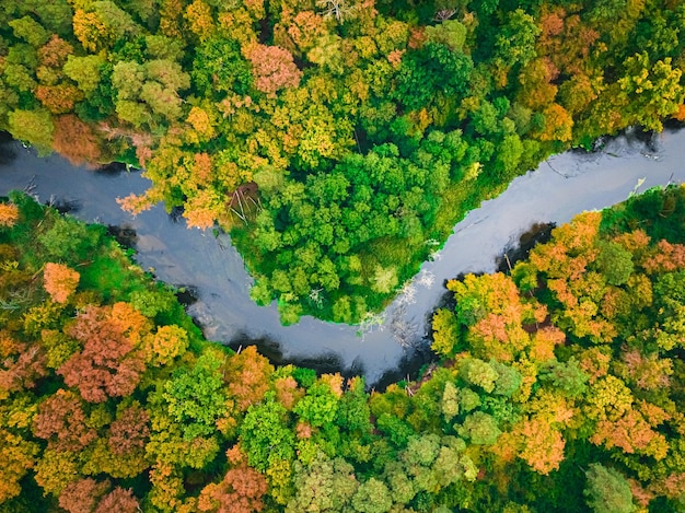 Rio e floresta colorida no outono Vista aérea da vida selvagem