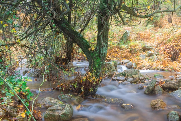 Río, efecto seda, hojas caídas.