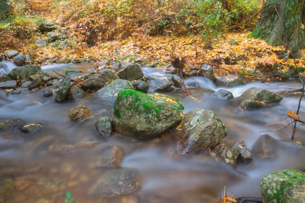 Río, efecto seda, hojas caídas.