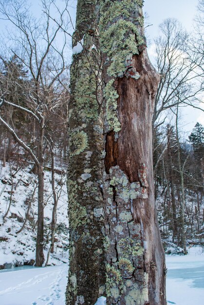 El río se está derritiendo Primavera en el bosque