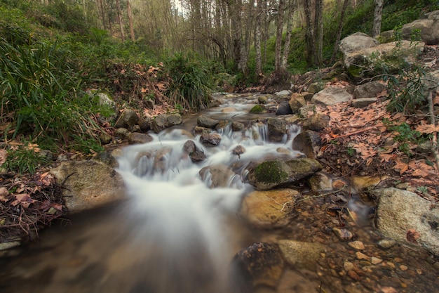 Rio floresta saudável