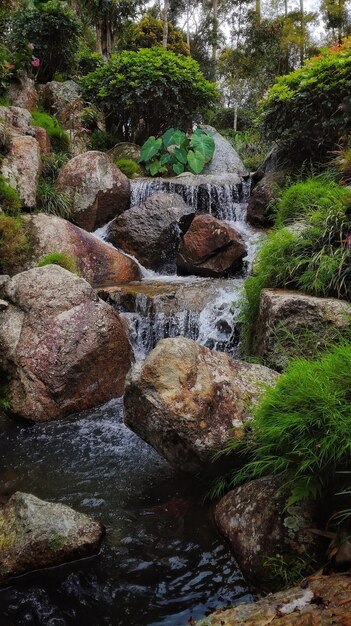 Foto rio fluindo através de rochas na floresta