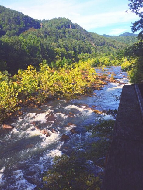 El río fluye en el bosque contra el cielo