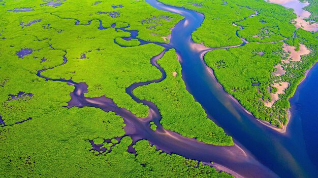 Foto un río fluye a través de un bosque verde