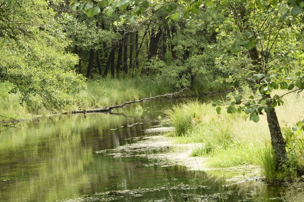 El río fluye a través del bosque verde.