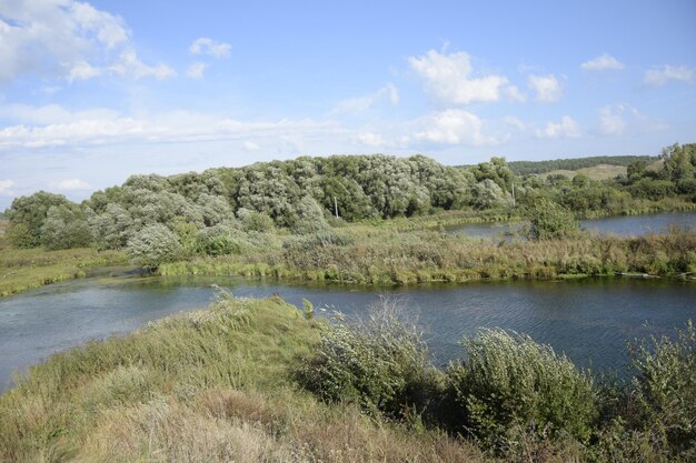 El río fluye a través del bosque verde.