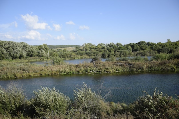 El río fluye a través del bosque verde.