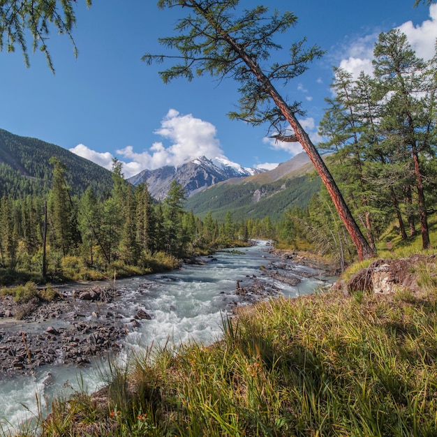 El río fluye a través de un pintoresco valle en las montañas de Altai.