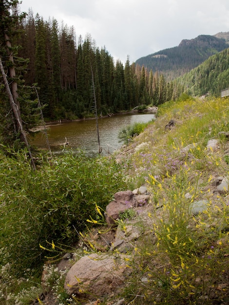 Rio Grande Nationalforst in Colorado.