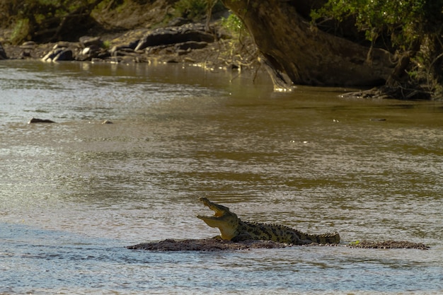 Río Grumeti. Descansando en el cocodrilo poco profundo. Tanzania, África