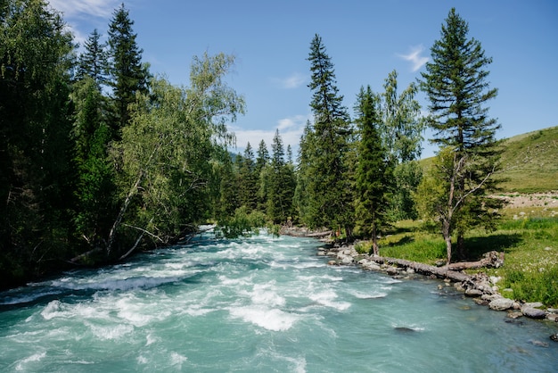 Río hermoso de la montaña con agua clara en bosque entre la vegetación rica en día soleado. Maravilloso paisaje al río de montaña con agua azul turquesa. Paisaje colorido con agradable frescura del bosque.