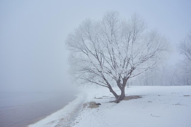 Río de invierno con un árbol solitario cubierto de escarcha