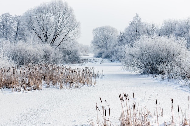 Río de invierno cubierto de hielo y nieve Paisaje de invierno con árboles y nieve helada en los árboles Paisaje de invierno Naturaleza helada de invierno a la luz del sol de la mañana