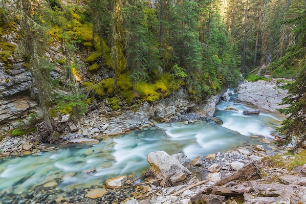 Río johnston canyon en el parque nacional de alberta canadá