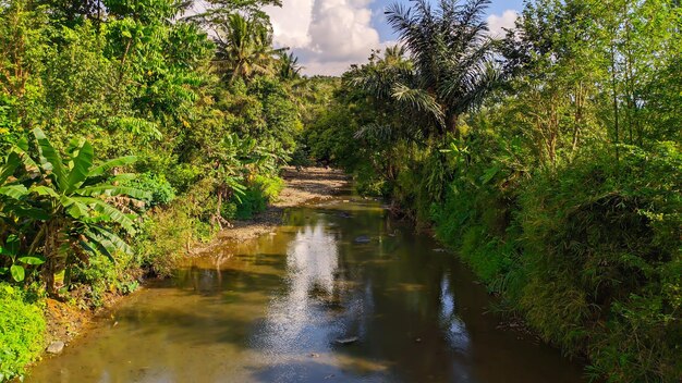 Un río en la jungla con árboles y un fondo de cielo.