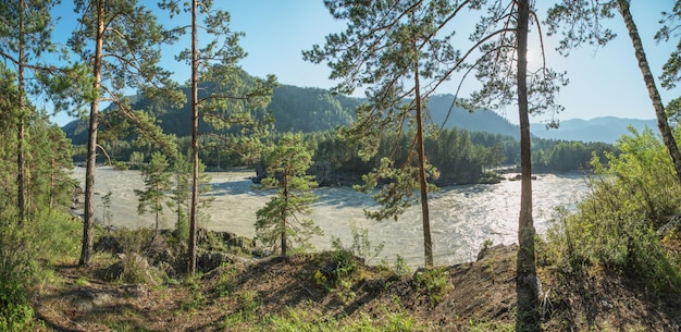 El río Katun en las montañas Altai de Siberia El sol brilla a través de los árboles