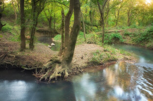 Foto río en lo profundo del bosque